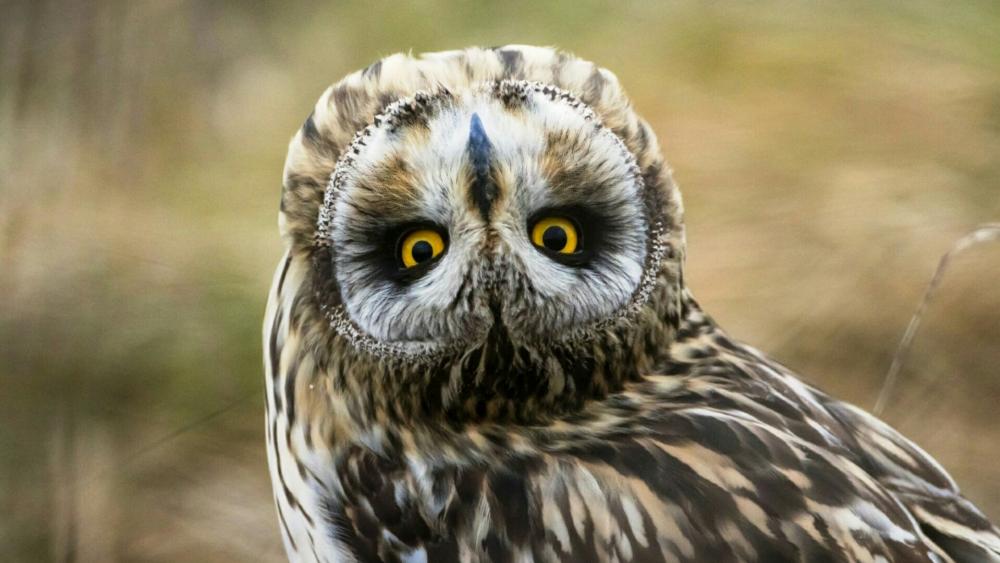 Short-eared owl that knows how to turn heads wallpaper