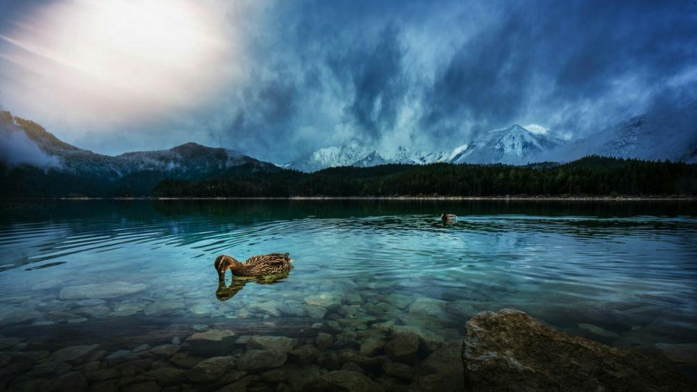 Crystal clear mountain lake with a duck under the clouds wallpaper