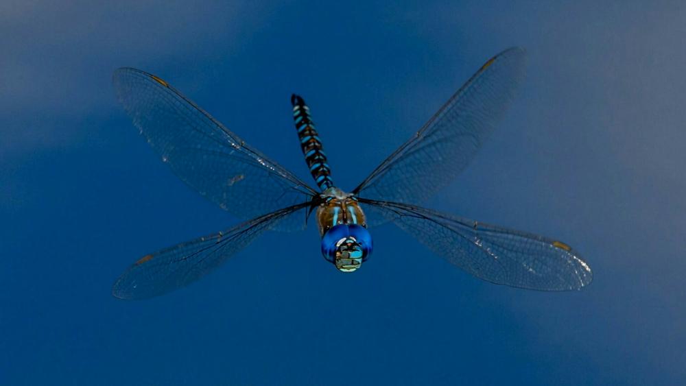 Dragonfly in the blue sky - Macro photography wallpaper