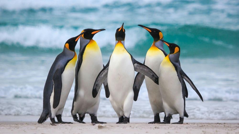 Group of king penguin wallpaper
