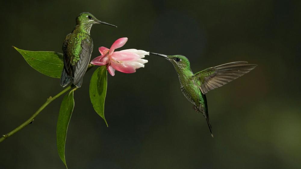 Green hummingbird wallpaper