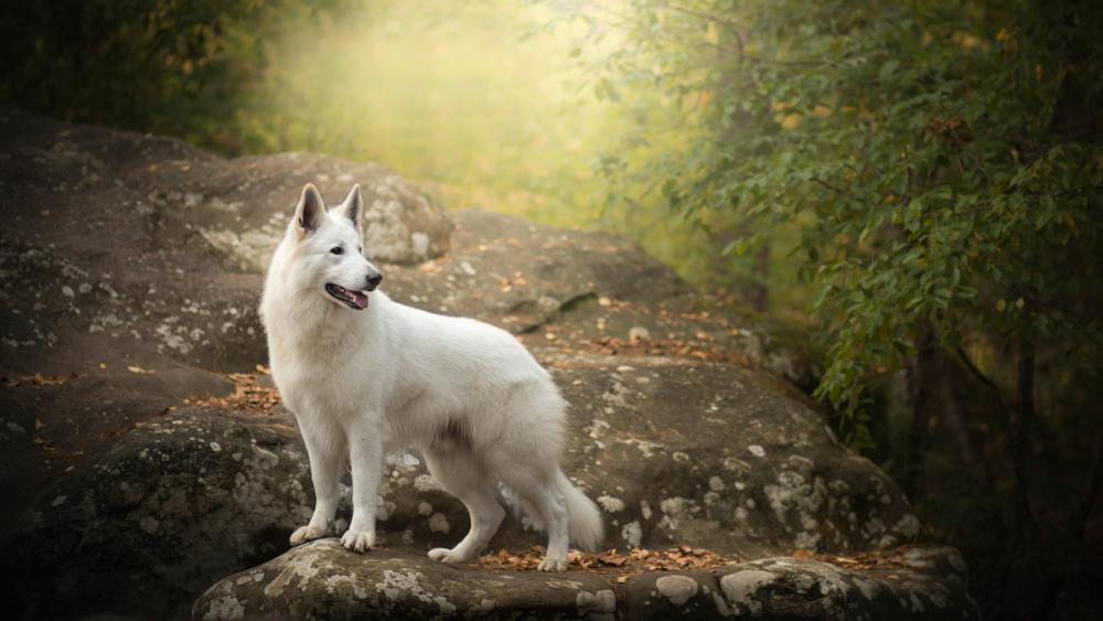 Berger Blanc Suisse wallpaper