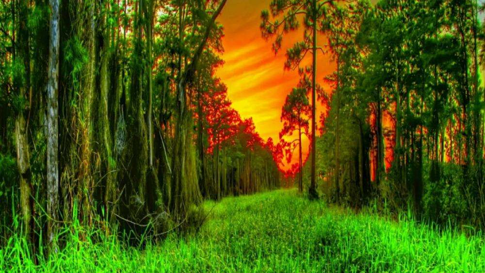 Forest trees row wallpaper