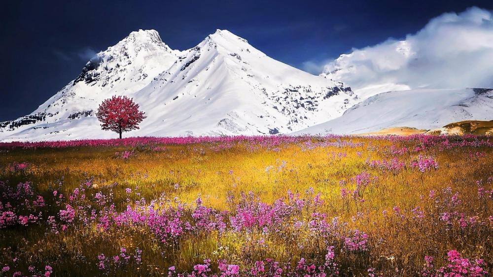 Flower field in the Swiss Alps wallpaper