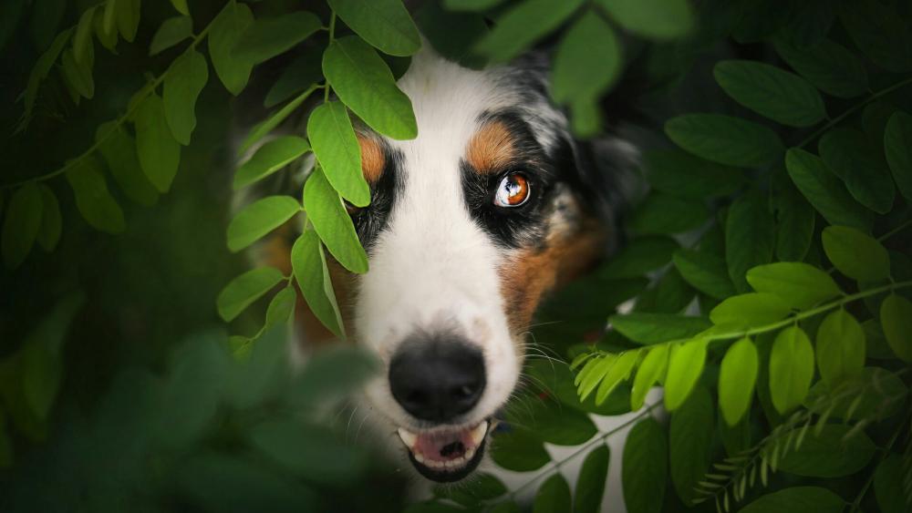 Australian Shepherd in the bush wallpaper