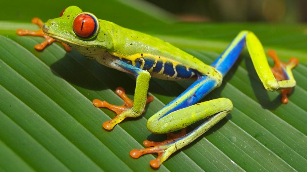 Red Eyed Tree Frog (Agalychnis callidryas) wallpaper