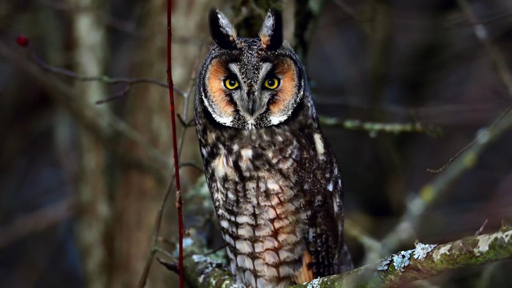Long-eared Owl wallpaper