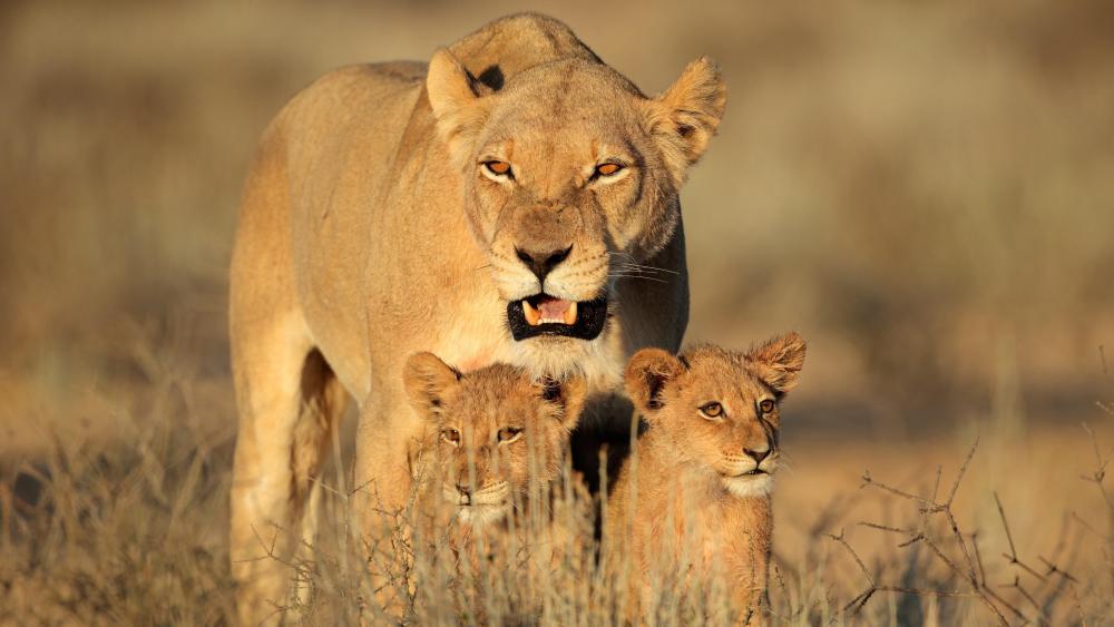 Lioness and cubs wallpaper