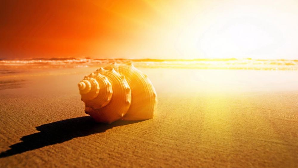 Shell in the sand wallpaper