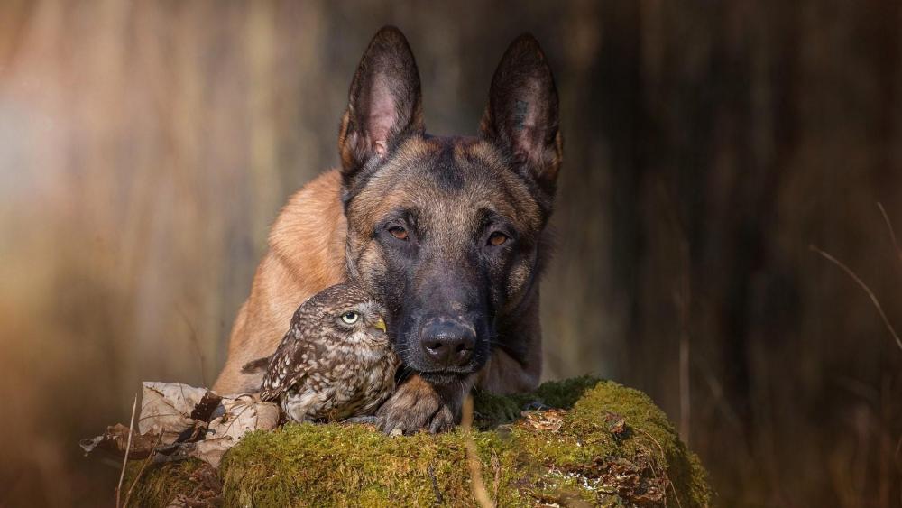 Amazing Friendship Between a Dog and Owl wallpaper