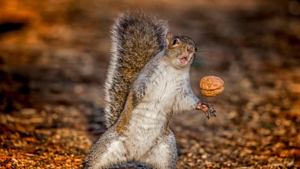 Funny squirrel with a walnut wallpaper