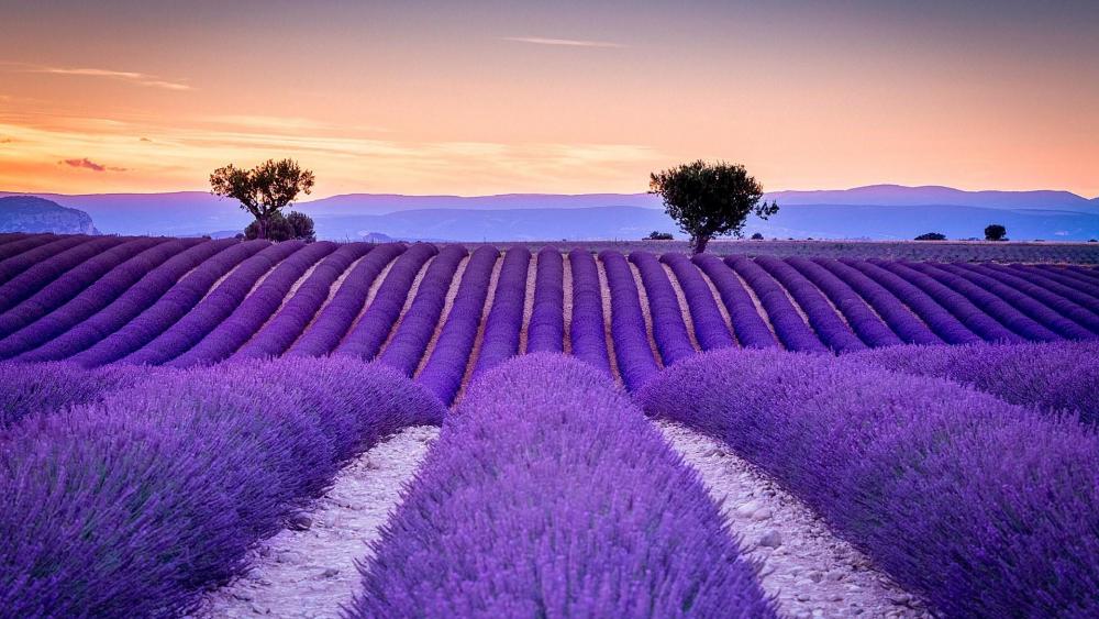 Provence lavender field wallpaper