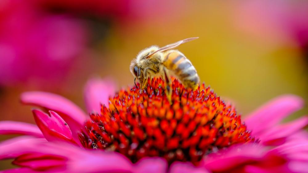Honey bee - Macro photography wallpaper