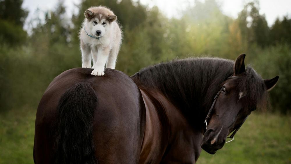 Husky puppy horse ride wallpaper