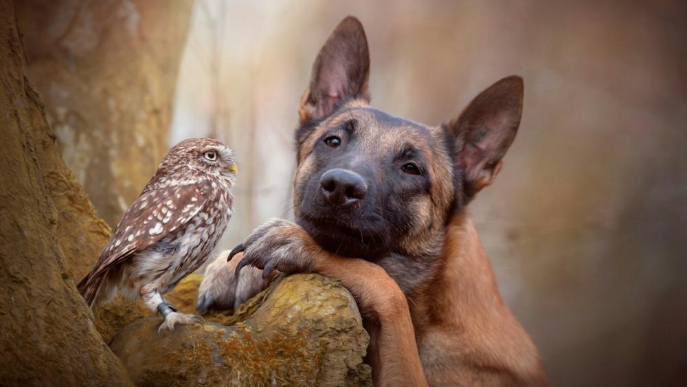 Incredible friendship between a dog and owl wallpaper