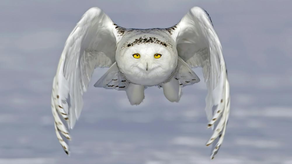 Flying Snowy owl wallpaper