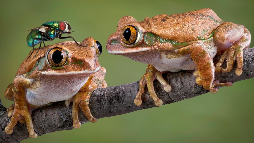 Funny frogs wallpaper