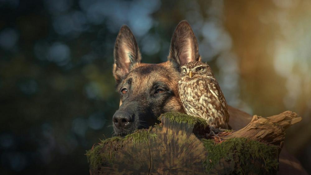Belgian Shepherd dog and Owl friendship wallpaper
