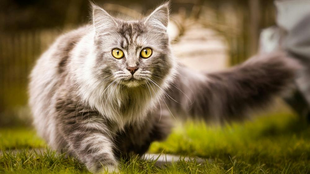 Grey longhaired cat in the green garden wallpaper