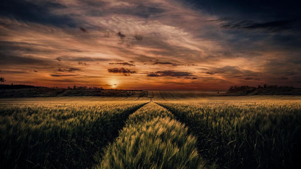 Wheat field in sunset wallpaper