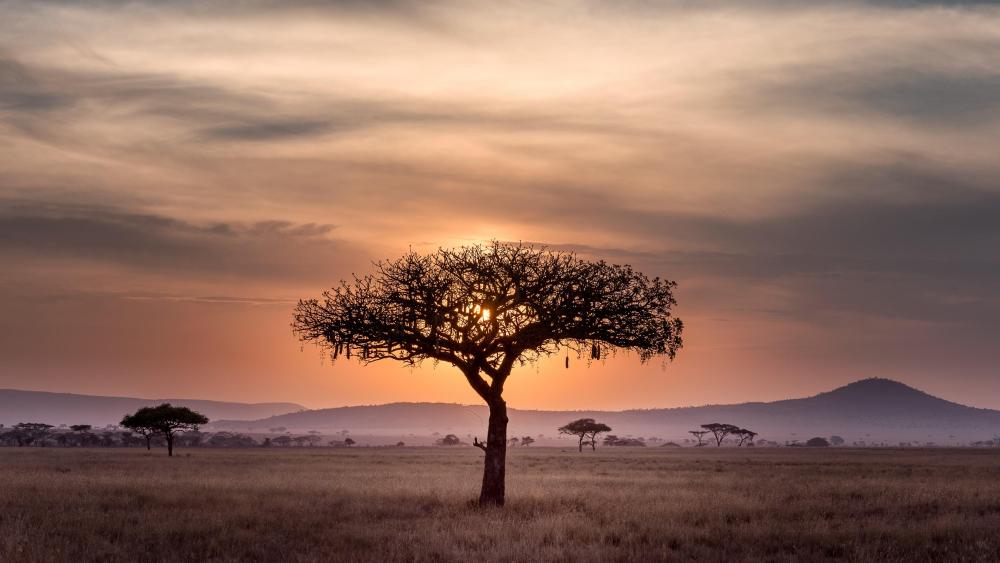 Lonely tree in the savanna wallpaper