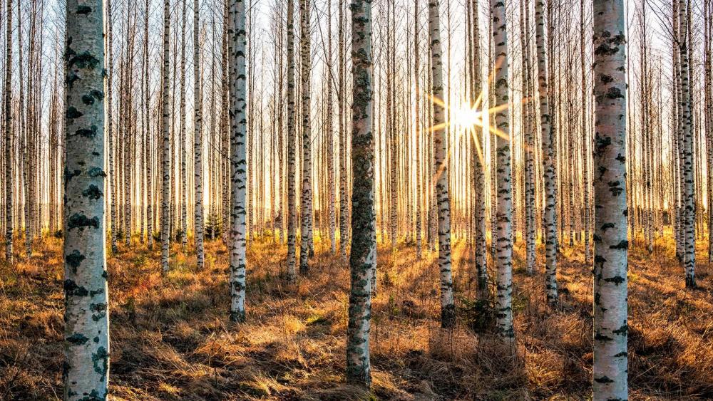 Silver birch forest wallpaper