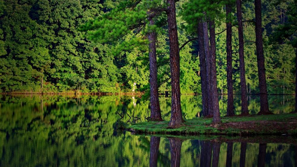 Green forest reflection wallpaper