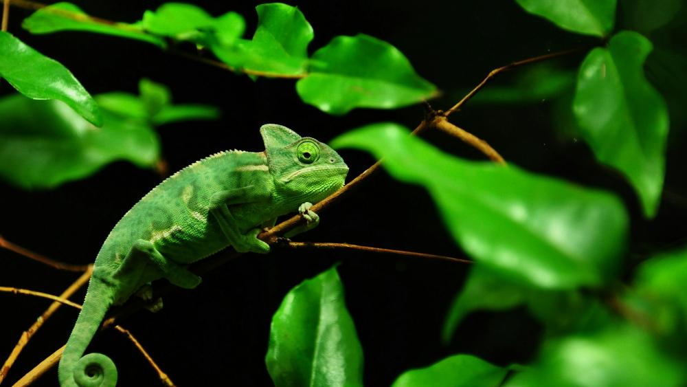 Green chameleon wallpaper