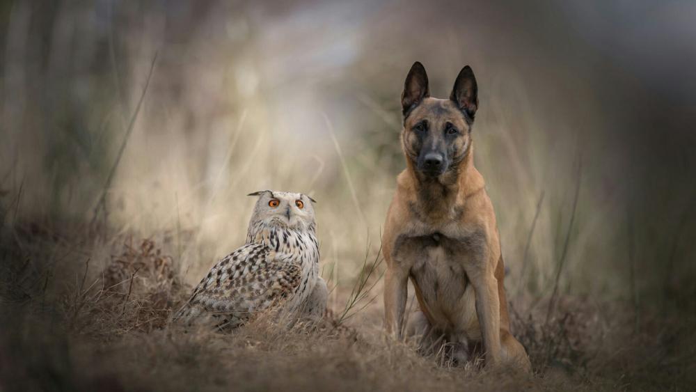Snowy owl &  Belgian Shepherd dog wallpaper