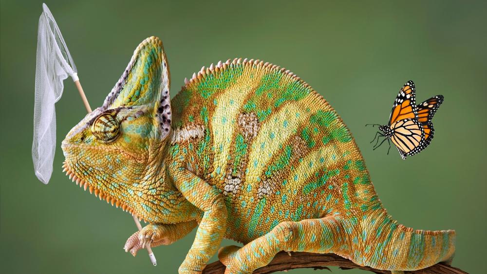 Funny Veiled chameleon wallpaper