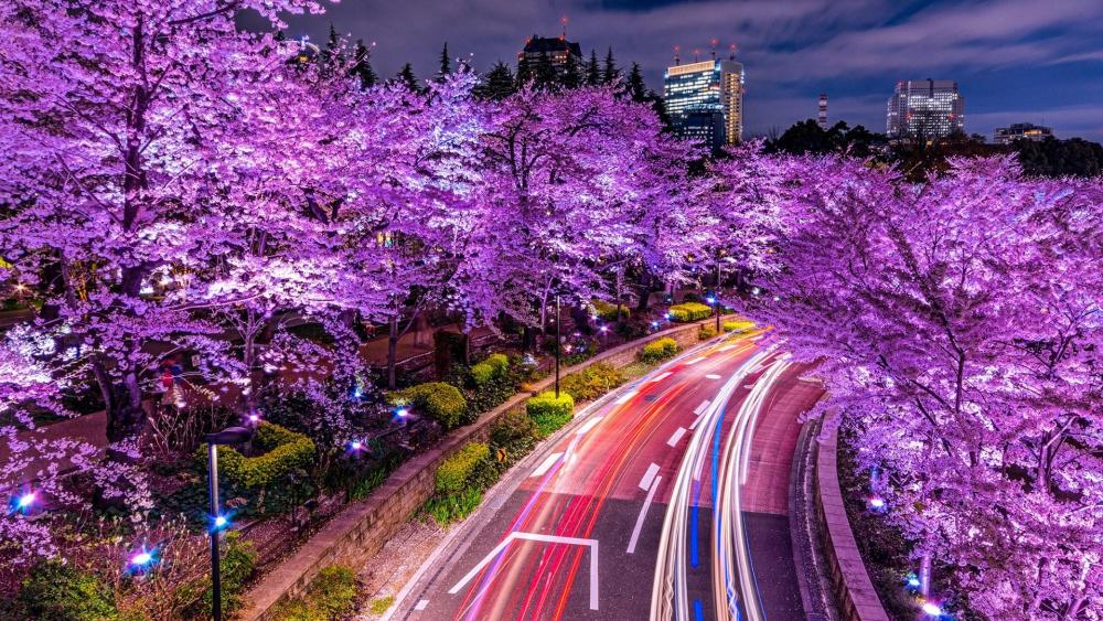 Tokyo Midtown at cherry blossom wallpaper