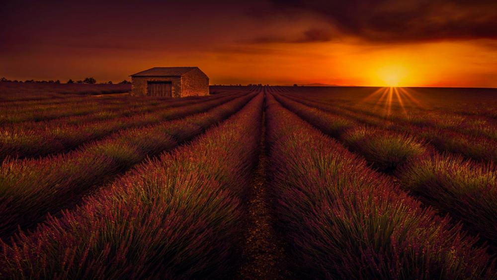 Lavender field in the sunset wallpaper