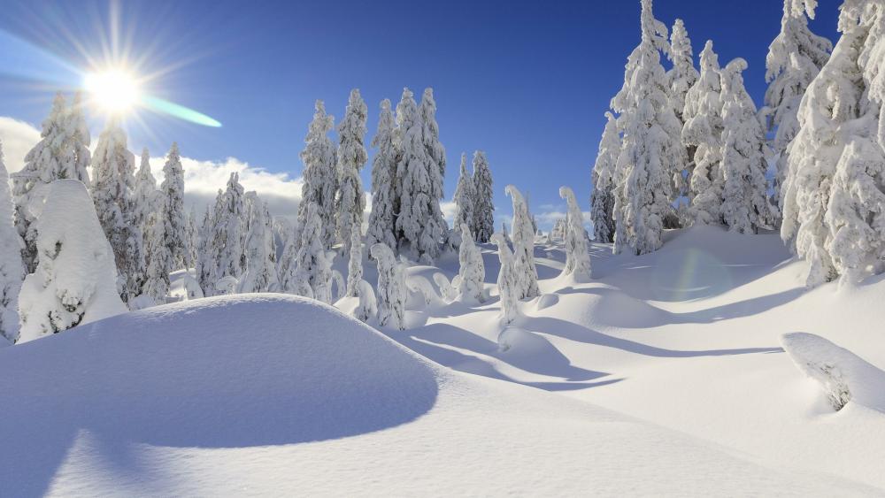 Snow mounds in the winter forest wallpaper