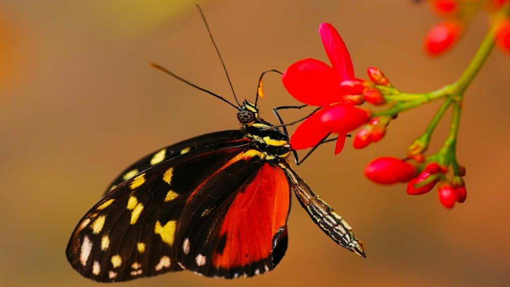 Butterfly on a red flower wallpaper