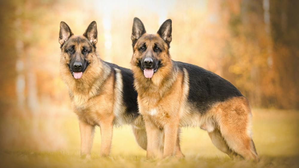 German shepherd dogs wallpaper