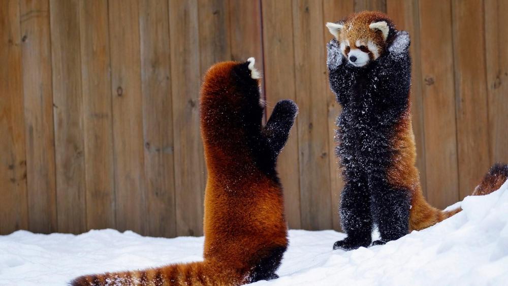 Red Pandas Playing in Winter Wonderland wallpaper