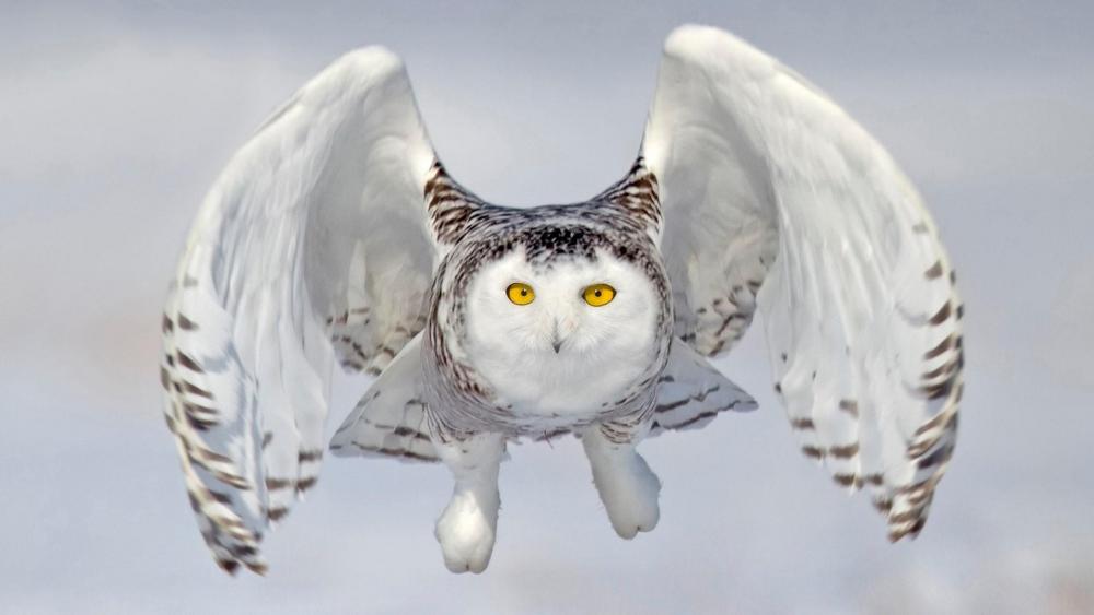 Snowy owl in flight wallpaper