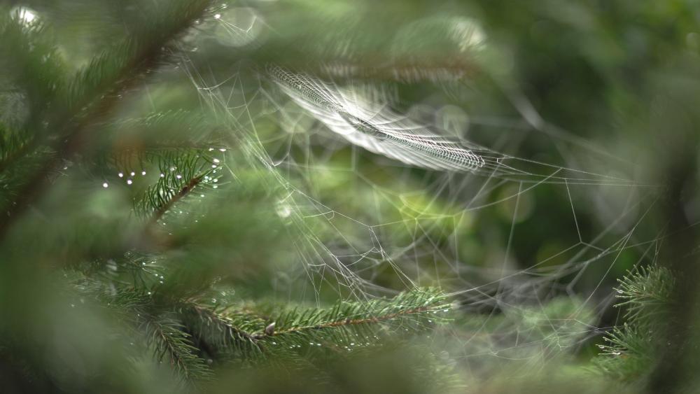 Spider silk - Macro photography wallpaper