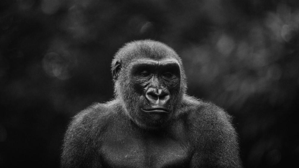 Sad Gorilla - Monochrome wildlife photography wallpaper