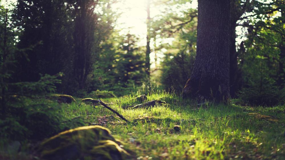 Sunlit Forest in Yosemite wallpaper