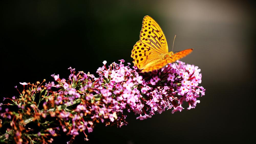 Close up butterfly wallpaper