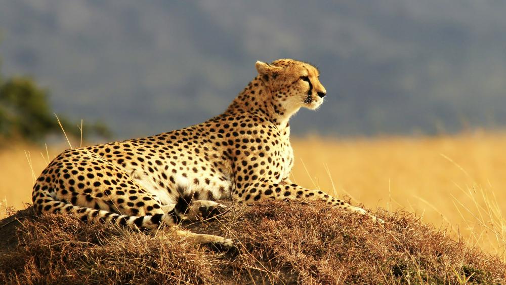Cheetah in the Savanna wallpaper