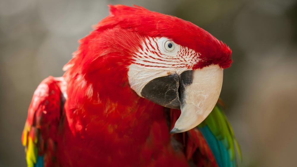 Red and green Macaw parrot wallpaper