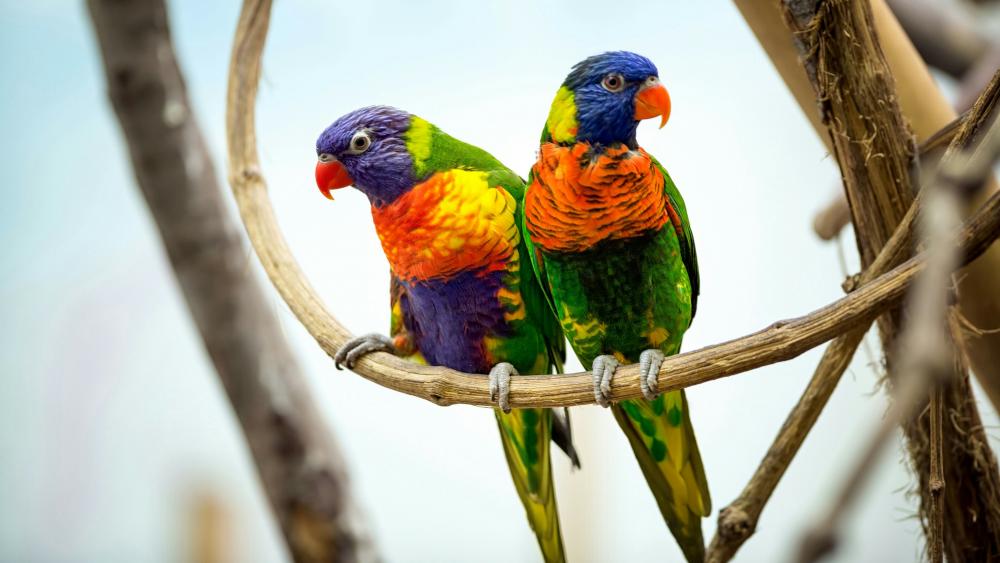 Cute parrot pair on a twig wallpaper