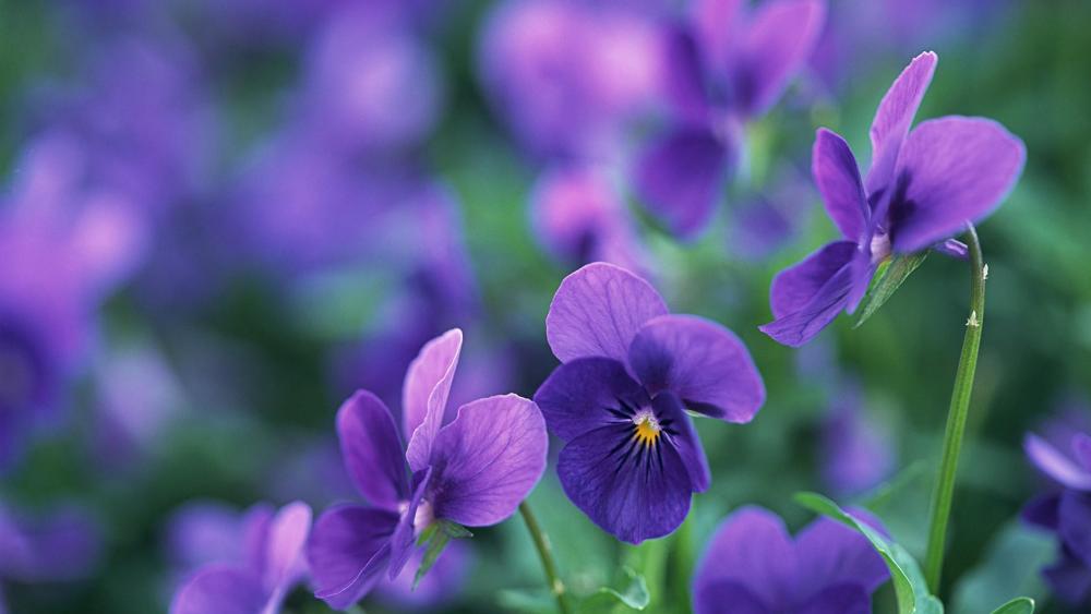Blooming violet wallpaper