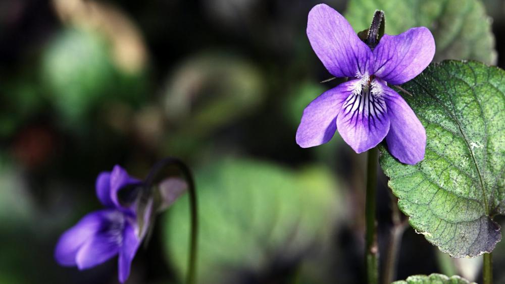 Wood violet (Viola odorata) wallpaper