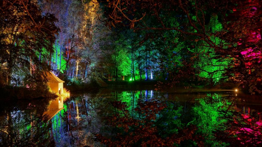 Colorful lights in the forest wallpaper