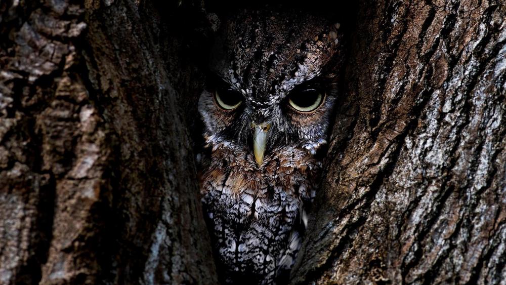 Camouflaging Owl wallpaper