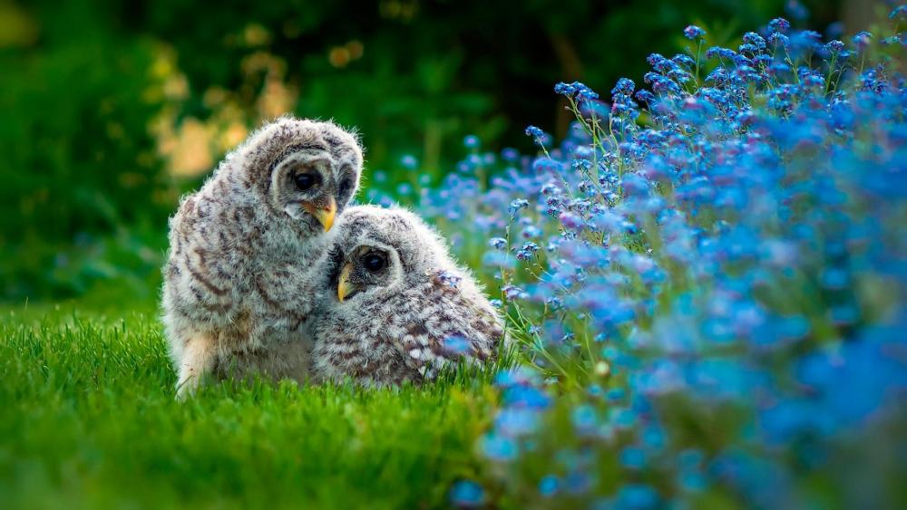 Owl chicks in the grass wallpaper