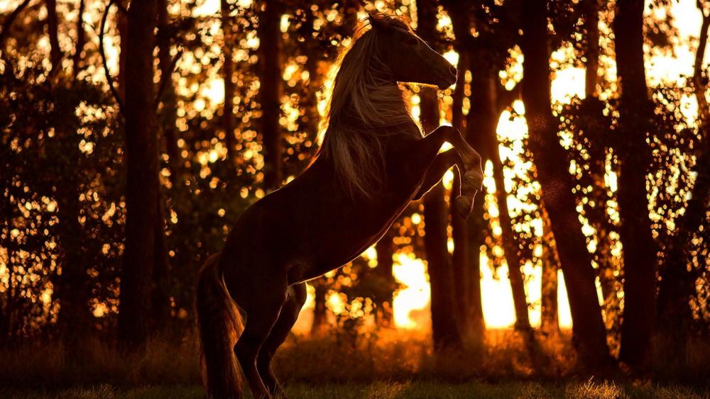 Horse in the forest sunlight wallpaper
